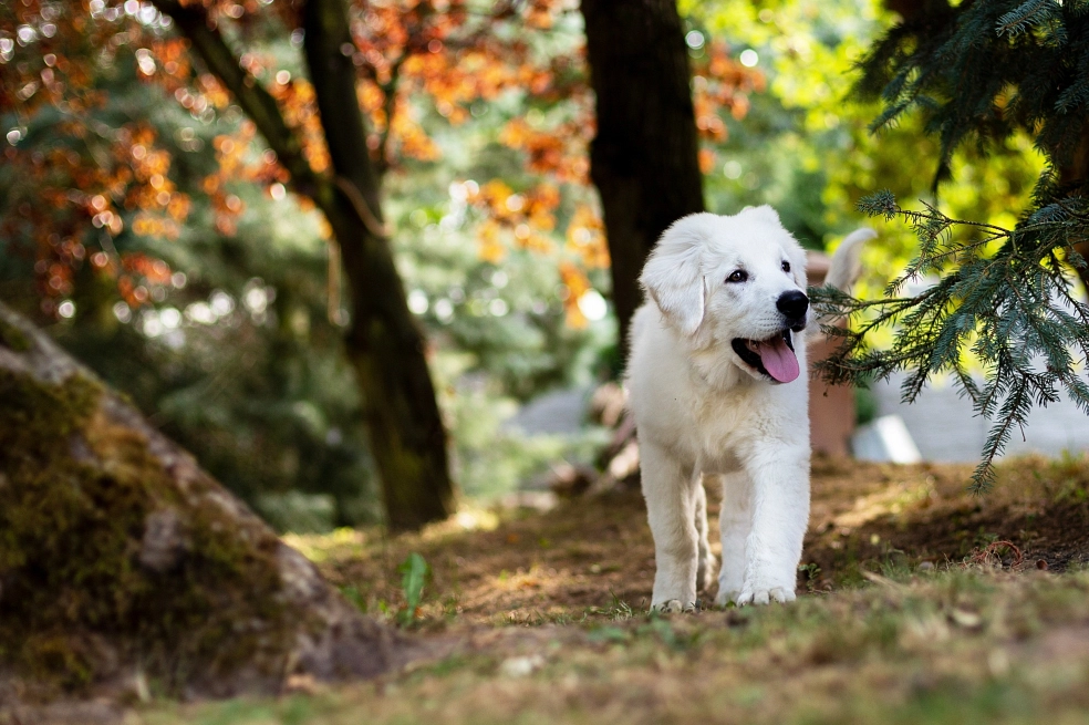 Ein weißer Hund geht im Wald spazieren. © pixabay.com